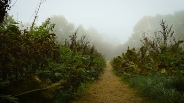 Vahşi bitkiler arasında orman ruhlarına fısıldayan gizemli sis dar toprak yollarda akıyor. Sabah ışığında hafif bir sis parlaması gizli bir anlamı olduğunu gösteriyor. Huzurlu sis, aşırı büyümüş yeşillik ve sessiz gizemle dolu doğal patika boyunca sürükleniyor.