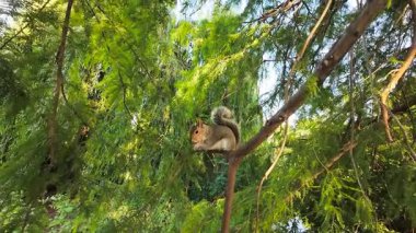 Sincap ağaç dalına oturmuş etrafı seyrediyor. Vahşi yaşamı koruyan kemirgenler, ekosistem güvenliğini ve sağlığını temsil ediyor. Kemirgen odunsu kök çevreyi gözlüyor.