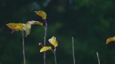 Sonbahar dallarında kalan sarı yapraklar yağmur altında sakin bir hava yaratıyor. Koyu arkaplandan yağmur yağarken dallarda kalan altın yapraklar. Sonbahar sarısı yapraklar yağmurlu havada çıplak dallara yapışır ve huzur verir.