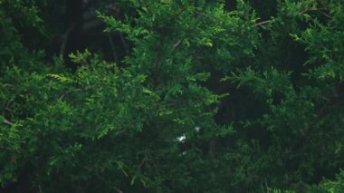 Sonbahar havasında yeşil dallara düşen yağmur taze orman havası yaratır. Sonbahar yağmuru yoğun kozalaklı yapraklar boyunca akar ve sakin doğal bir zemin oluşturur. Mevsimlik yağış sonbahar atmosferinde yemyeşil ağaçları ıslatıyor