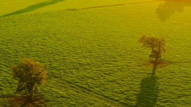 Altın güneş ışığı altında tarım çayırları ve sıcak akşamlarda büyüyen ağaçlar. Günbatımında eko tarım arazileri küresel tarım ticaretini ve gıda tarımını temsil ediyor. Akşam ışığı altında kırsal alan eko için buğday arpa ve çavdar ekinleriyle dolu.