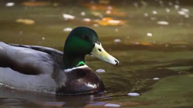 Yakın plan Drake yansıtıcı gölde sakince yüzüyor. Mallard canlı yeşil kafasıyla huzur içinde süzülüyordu. Vahşi ördek zarif bir şekilde durgun suda yüzüyor. Huzurlu doğal yaşam alanını keşfeden su kuşları.