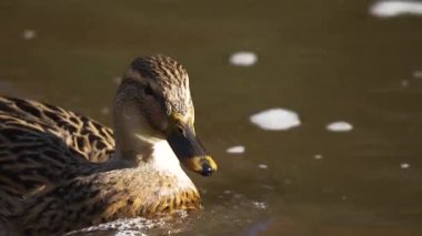 Sakin gölet suyunda yüzen vahşi ördek. Mallard parlak tüy detaylarıyla huzur içinde yüzüyor. Tavuklar yansıtıcı yüzeyde yavaşça süzülüyorlar. Huzurlu doğal yaşam alanını keşfeden su kuşları.