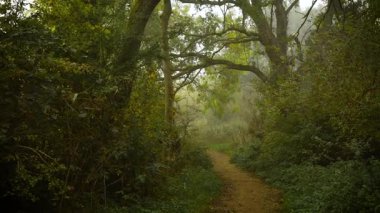Sis ve yeşil yapraklarla kaplı uzun ağaçların altında kıvrılan dar orman yolu. Sis kaplayan manzara sıradan bir manzarayı sihirli bir görüntüye dönüştürüyor. Ağaçlık alan sisli korulukta dönüyor. Etrafı yemyeşil bitki örtüsü ve sabah sisi ile çevrili.