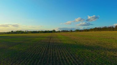 Kırsal bölgelerdeki dağınık otlarla biçilmiş tarlalar. Ürün kesiminden sonra bitki yetiştirme ile yönetilemeyen tarımsal alan. Düz olmayan sakalları ve gelişmekte olan ot örtüsüyle açık kırsal alan