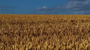 Sonsuz kırsal alanı kaplayan buğday. Tahıl güneş ışığıyla kaplı alanda dimdik duruyor. Arpa kırsal ufku dolduruyor. Çavdar, parlak gökyüzünün altında büyüyor.