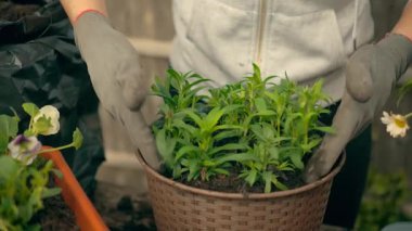 Genç yeşil bitkileri dokuma tarzında demleyen bir kadın. Konteynır bitkisi, dışarıda yetiştirici olan toprak, saksı, doğada ekili gübre. Dişi bahçıvan taze toprakla dokulu yuvarlak ekicide fideleri düzenliyor.