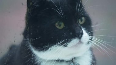 Evcil kedi pencerenin kenarında oturup yağmur damlacıklarını izliyor. Ev kedisi pencerenin yanında durup yağmurlu havayı seyrediyor. Ev kedisi evde dinleniyor. Yağmur damlalarıyla camdan bakıyor.