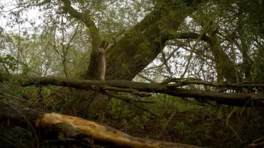 Sisli ormanda yatan kırık ağaçlar cinayet ya da suç mahalli illüstrasyonu için olay yeri oluşturuyor. İnce sis boşluktan yayılıyor ve gizli algıyı uyandırıyor. Çürümüş gövdeler kasvetli ormanlık alanda esrarengiz şekiller oluşturuyor.