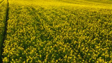 Altın kolza tohumu, akşam vakti tarlada çiçek açıyor. Yumuşak güneş ışığı altında parlayan parlak sarı kanola çiçekleri. Çiçek açan bitkiler zengin mevsimlik çiçeklerle araziye yayılıyor. Kolza tohumu alanı canlı büyüme örüntüsü gösteriyor