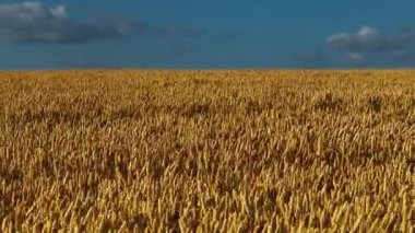 Arpa, altın tarlalar boyunca uzanıyor. Güneşli kırsal alanda buğday doluyor. Çavdar, mavi gökyüzünün altında yoğun bir şekilde büyüyor. Uçsuz bucaksız tarım arazisini kaplayan tahıl