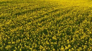 Çiçek açan kolza tohumu tarlası yumuşak altın ışığın altında geniş bir alana yayılıyor. Sarı kanola çiçekleri çiftçilik arazisinde zengin bir şekilde parlıyor. Zirve döneminde tarım arazilerini kaplayan yoğun çiçekler. Sıcak akşam rüzgarında sallanan kolza tohumu bitkileri.