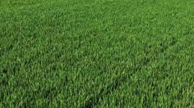 Güzel yeşil buğday tarlaları yetiştiriyorlar. Canlı tarım mahsulleri yetiştirmek. Taze mısır gevreği çiftliği yayılıyor