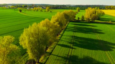 Sağlıklı mahsulleri olan yeşil arpa tarlaları yetiştiriyorlar. Manzaralı tarım arazilerine canlı tahıl bitkileri yayıyorlar. Yumuşak güneş ışığı altında yemyeşil tahıl yetiştirmek. Kırsal cazibe ve canlı yeşillikle verimli tarım alanlarını genişletmek
