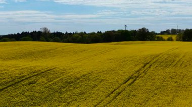 Kanola alanı bulutlu gökyüzünün altında yumuşak tepelere yayılıyor. Güneş ışığı sarı dalgaların üzerinde kayarken, eğimli tarım arazilerini kaplayan kolza tohumu açıyor. Yuvarlanan altın ekinler uzak ağaçlara ve rüzgar türbinlerine doğru uzanıyor.