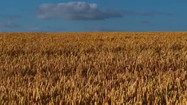 Buğday güneşten sırılsıklam olmuş tarlada duruyor. Mavi gökyüzünün altındaki kırsal araziyi tahıl dolduruyor. Çavdar, açık tarım arazilerinde bol bol yetişiyor. Arpa sürüklenen bulutların altında tarım arazisini kaplıyor.