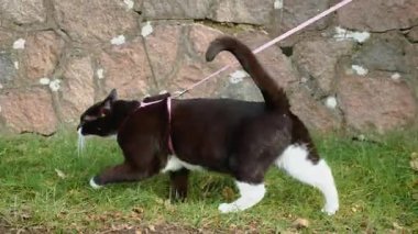 Açık hava eğitimi ve keşifleri sırasında tasmalı gezen enerjik bir kedi. Güçlü siyah beyaz kedi, kasıtlı adımlar ve aktif tuhaf davranışlarla ilerliyor. Tasma eğitimi güvenlik egzersizi ve sorumluluk sahibi hayvan sahipliği kavramı