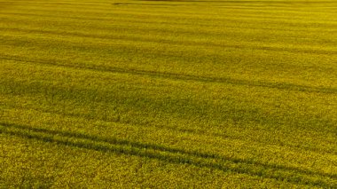Sonsuz kolza tohumu tarlası çiftçilik bölgesinde altın güneş ışığı altında zengin bir şekilde çiçek açıyor. Sarı kanola bitkileri geniş tarımsal arazide pürüzsüz dalgalar oluşturuyor. Ufuk boyunca uzanan parlak çiçekler yumuşak gölge desenleriyle. Kolza tohumu mahsulü