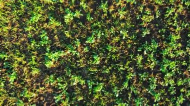 Bereketli topraklarda yetişen genç kolza tohumlarıyla tarım tarlaları. Yeşil yağ çekirdeği tecavüz fideleri bahar güneşinde tarım arazisinde filizleniyor. Taze kolza tohumu filizleriyle ekilmiş tarla toprağını kaplayan havadan mahsul dokusu