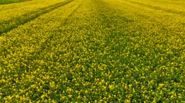 Çiçek açan kolza tohumu tarlasını kaplıyor. Çiçekli kanola tarlalara yayılıyor. Tarım alanını dolduran sarı çiçekler
