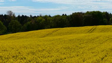 Canola tarlası sık ormanların yakınındaki yuvarlak tepeler boyunca çiçek açıyor. Yumuşak gölgelerle hareket eden gökyüzünün altında yayılan kolza tohumu çiçekleri. Yeşil ormanlık arazinin yanındaki dalgalı araziyi kaplayan sarı yağ tohumu.