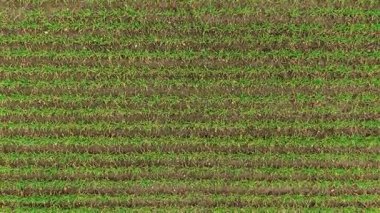 Green barley crops developing in field. Farming terrain with maturing crop sprouts. Agriculture sector, agribusiness activity, supervising ranch for income, grain distribution