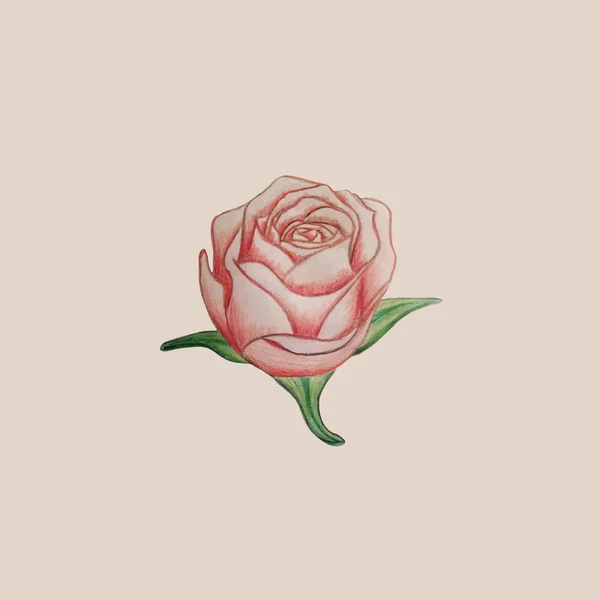 Mano dibujada a lápiz rosa flor — Vector de stock