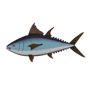 Gravür tarzında bir orkinos balık gösterimi