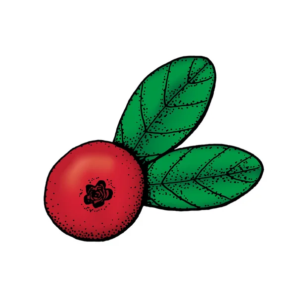 Mão desenhada ilustração colorida de cowberry — Vetor de Stock