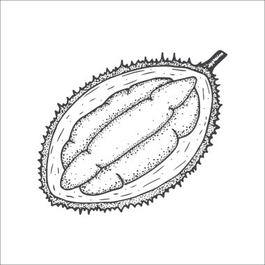 Bir egzotik durian meyve çizilen illüstrasyon el 