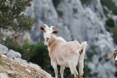İspanya 'nın kuzeyindeki dağlarda keçiler