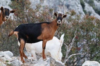 Dağlarda keçi