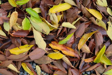 Sonbahar yaprakları yerde