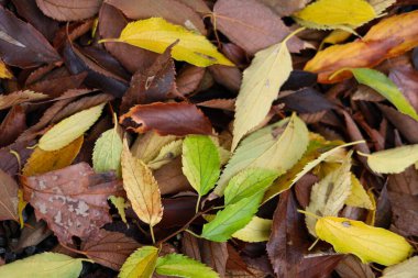 Sonbahar yaprakları toprakta