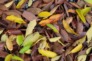 Renkli sonbahar yaprakları yere arka plan