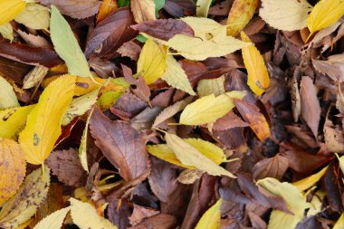 Sonbahar yaprakları, yeşillik.