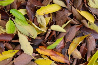 Sonbahar yapraklarının renkli yaprakları