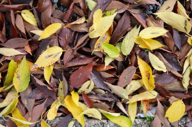 Yerde renkli yapraklar var.