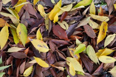 Bahçedeki kuru yapraklar