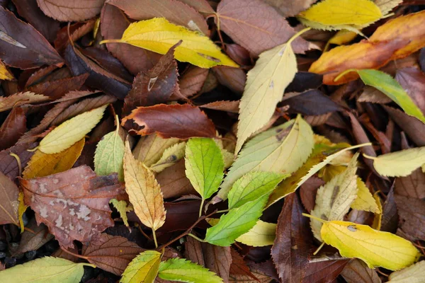 Sonbahar yaprakları toprakta
