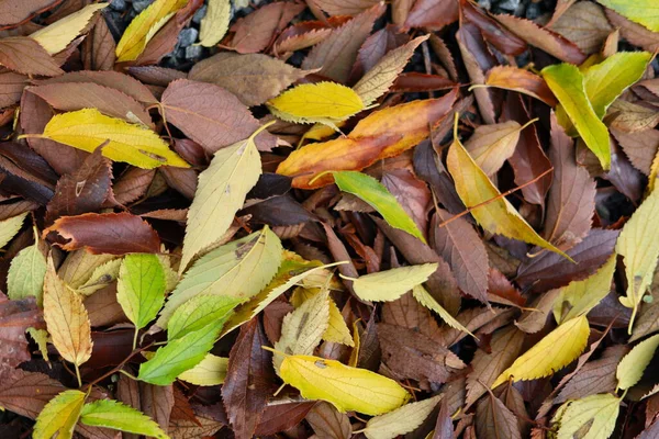 Renkli sonbahar yaprakları yere arka plan