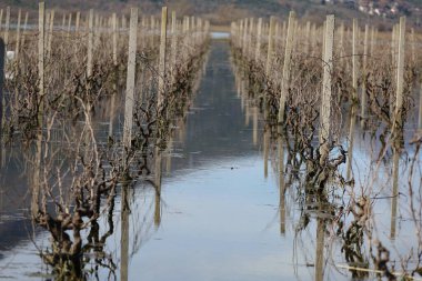 Kırsaldaki üzüm bağı, göldeki futbol sahası.