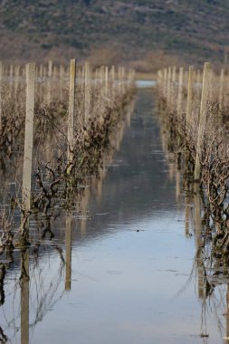 Kırsaldaki üzüm bağı, göldeki futbol sahası.