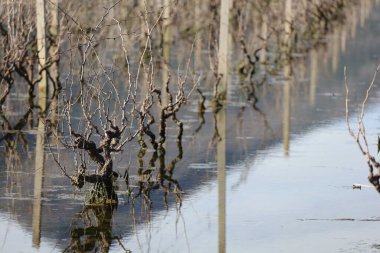 Kırsaldaki üzüm bağı, göldeki futbol sahası.