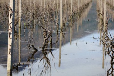 Kırsaldaki üzüm bağı, göldeki futbol sahası.