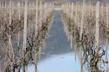 Kırsaldaki üzüm bağı, göldeki futbol sahası.