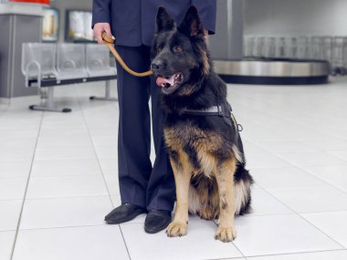 Havaalanında gümrük görevlisinin yanında duran bir köpeğin görüntüsü..