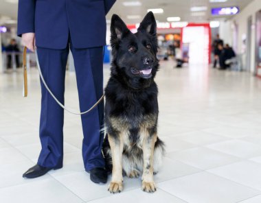 Havaalanında gümrük görevlisinin yanında duran uyuşturucu tespit eden bir köpeğin kesilmiş görüntüsü..