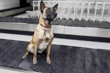 Havaalanındaki uyuşturucu detektörü Labrador köpeği bavulların üzerine oturur..