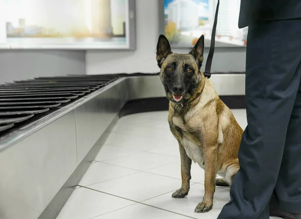 Imagen recortada de un perro para detectar sesiones de drogas cerca de funcionarios de aduanas en el interior del aeropuerto en el equipaje de banda rodante. — Foto de Stock